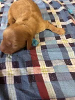Pedro AKC, a male Miniature Dachshund for sale in Melrose, MN – 2 of 5