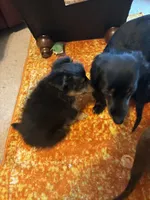 Chatty , a female Collie for sale in Melrose, MN – 9 of 10