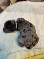 Peabody AKC, a male Miniature Dachshund for sale in Melrose, MN – 4 of 4