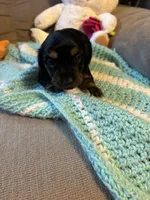 Paisley AKC long haired , a female Miniature Dachshund for sale in Melrose, MN – 9 of 10