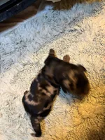 Poncho AKC, a male Miniature Dachshund for sale in Melrose, MN – 7 of 8