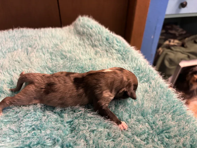 Chica – Miniature Dachshund puppy for sale in Melrose, MN