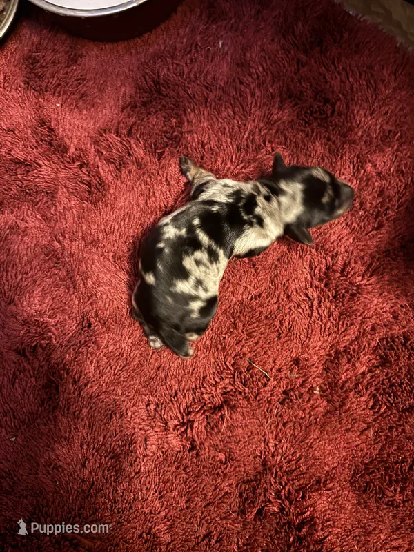 Portia AKC – Miniature Dachshund puppy for sale in Melrose, MN