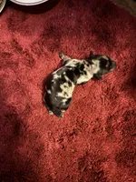 Portia AKC, a female Miniature Dachshund for sale in Melrose, MN – 1 of 3