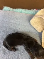 Patty AKC, a female Miniature Dachshund for sale in Melrose, MN – 4 of 5