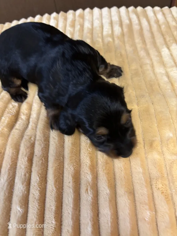 Patty AKC long haired  – Miniature Dachshund puppy on hold in Melrose, MN