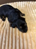 Patty AKC long haired , a female Miniature Dachshund for sale in Melrose, MN – 4 of 9
