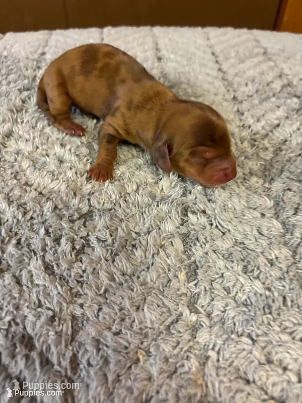Benji AKC long haired  – Miniature Dachshund puppy for sale in Melrose, MN