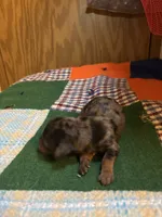 Cody AKC, a male Miniature Dachshund for sale in Melrose, MN – 2 of 6