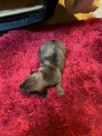 Penelope AKC long haired , a female Miniature Dachshund for sale in Melrose, MN – 10 of 10