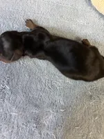 Patty AKC, a female Miniature Dachshund for sale in Melrose, MN – 5 of 5