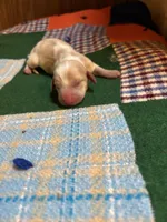 Finn AKC, a male Miniature Dachshund for sale in Melrose, MN – 2 of 6
