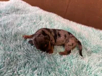 Peter AKC long haired , a male Miniature Dachshund for sale in Melrose, MN – 8 of 8