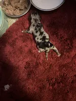 Penny AKC, a female Miniature Dachshund for sale in Melrose, MN – 3 of 3