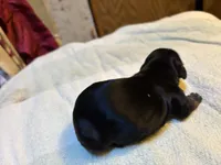 Paisley AKC, a  Miniature Dachshund for sale in Melrose, MN – 4 of 4