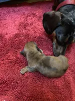 Penelope AKC long haired , a female Miniature Dachshund for sale in Melrose, MN – 8 of 10