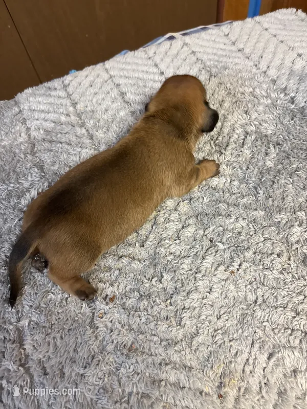Moe AKC – Miniature Dachshund puppy for sale in Melrose, MN