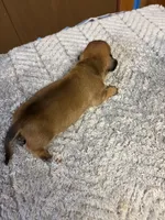 Moe AKC, a male Miniature Dachshund for sale in Melrose, MN – 1 of 10