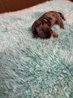 Peter AKC long haired , a male Miniature Dachshund for sale in Melrose, MN – 5 of 8