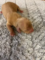 Bobby AKC long-haired, a male Miniature Dachshund for sale in Melrose, MN – 8 of 8