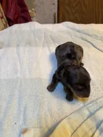 Peter , a male Miniature Dachshund for sale in Melrose, MN – 2 of 4