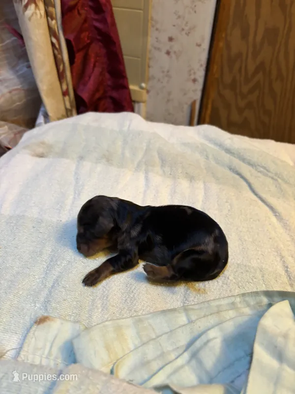 Portia AKC  – Miniature Dachshund puppy for sale in Melrose, MN
