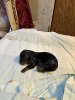 Portia AKC , a female Miniature Dachshund for sale in Melrose, MN – 1 of 5