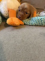 Bobby AKC long-haired, a male Miniature Dachshund for sale in Melrose, MN – 8 of 10