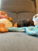 Shorty AKC, a male Miniature Dachshund for sale in Melrose, MN – 4 of 10