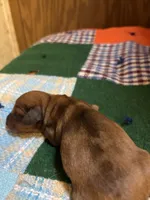 Bonnie , a female Miniature Dachshund for sale in Melrose, MN – 6 of 6