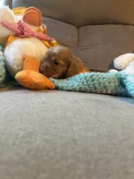 Bobby AKC long-haired, a male Miniature Dachshund for sale in Melrose, MN – 10 of 10