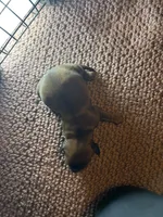 Sherry , a female Miniature Dachshund for sale in Melrose, MN – 2 of 4