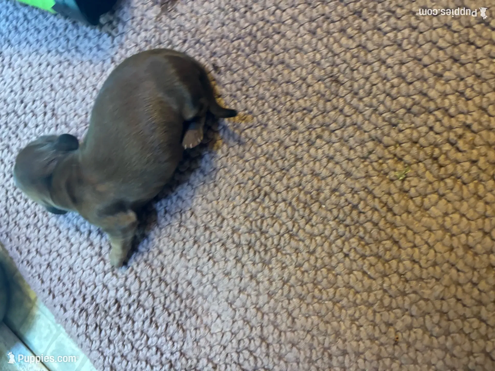 Skip , a male Miniature Dachshund for sale in Melrose, MN – 5 of 7