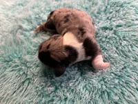 Peabody AKC long haired , a male Miniature Dachshund for sale in Melrose, MN – 8 of 9