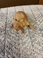 Bobby AKC long-haired, a male Miniature Dachshund for sale in Melrose, MN – 4 of 8