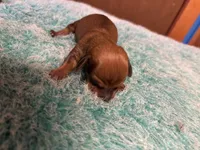 Curly, a male Miniature Dachshund for sale in Melrose, MN – 2 of 7