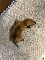 Moe AKC, a male Miniature Dachshund for sale in Melrose, MN – 4 of 10