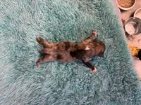 Chica, a female Miniature Dachshund for sale in Melrose, MN – 5 of 6