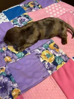 Benji AKC, a male Miniature Dachshund for sale in Melrose, MN – 2 of 4