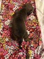 Pepper AKC, a male Miniature Dachshund for sale in Melrose, MN – 10 of 10