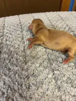 Bobby AKC long-haired, a male Miniature Dachshund for sale in Melrose, MN – 3 of 8