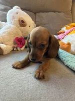 Shorty AKC, a male Miniature Dachshund for sale in Melrose, MN – 8 of 10