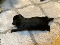 Kathy , a female Miniature American Shepherd for sale in Melrose, MN – 3 of 7