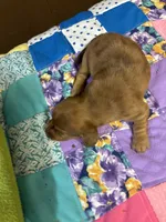 Bridget AKC long-haired dapple , a female Miniature Dachshund for sale in Melrose, MN – 7 of 7