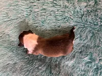Calvin, a male Miniature Dachshund and Miniature American Shepherd for sale in Melrose, MN – 1 of 5
