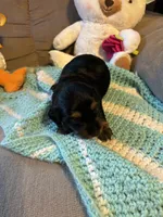 Paisley AKC long haired , a female Miniature Dachshund for sale in Melrose, MN – 1 of 10