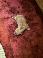 Pedro AKC long haired , a male Miniature Dachshund for sale in Melrose, MN – 9 of 10