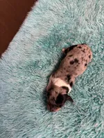 Peabody AKC long haired , a male Miniature Dachshund for sale in Melrose, MN – 5 of 9