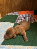 Sebastian AKC long haired , a male Miniature Dachshund for sale in Melrose, MN – 4 of 4
