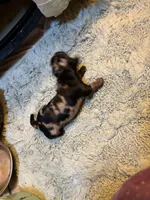 Poncho AKC, a male Miniature Dachshund for sale in Melrose, MN – 4 of 8